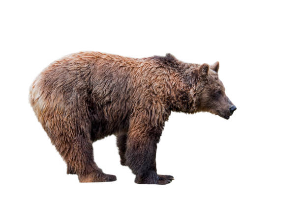 istock European brown bear (Ursus arctos) against white background 1257716902