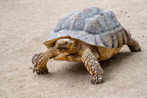 Also known as  Sulcata  or Spur Thigh, it is the third largest tortoise species  in the world.