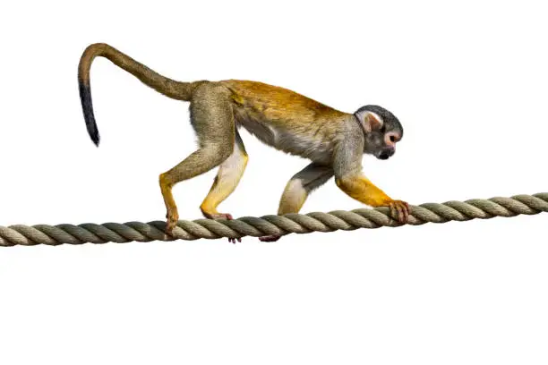 Photo of Black-capped squirrel monkey / Peruvian squirrel monkey (Saimiri boliviensis peruviensis) walking over rope against white background