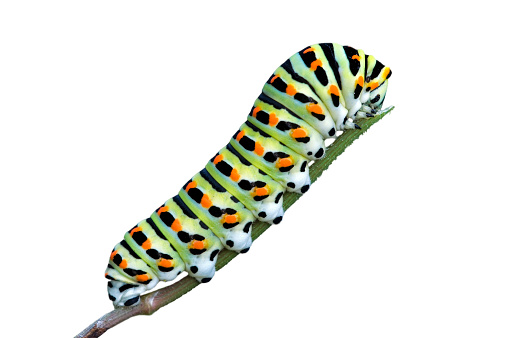 Caterpillar of common yellow swallowtail / Old World swallowtail butterfly (Papilio machaon) feeding on plant