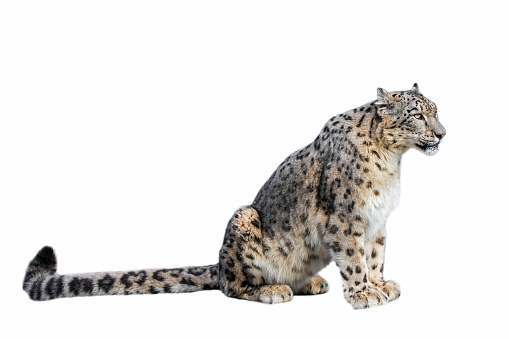 Snow leopard / ounce (Panthera uncia / Uncia uncia) native to the mountain ranges of Central and South Asia against white background