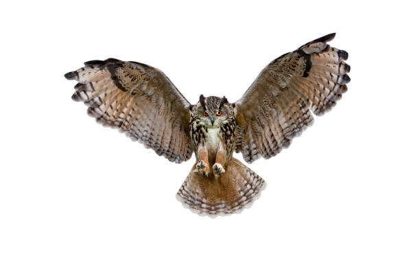 Eurasian eagle owl (Bubo bubo) landing with open wings against white background