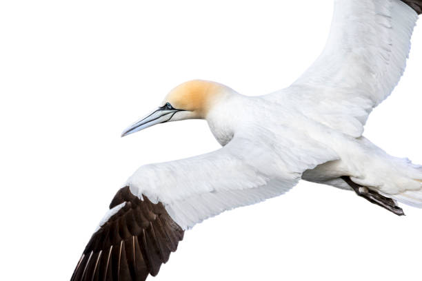istock Northern gannet (Morus bassanus) in flight against white background 1257716953