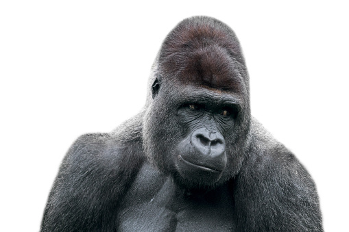Gorila de tierras bajas occidentales (gorilla gorilla gorilla gorilla) primer plano de plata macho contra fondo blanco photo
