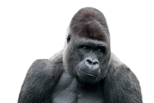 Western lowland gorilla (Gorilla gorilla gorilla) close-up of male silverback against white background