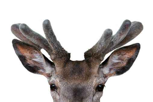 Close up of red deer stag (Cervus elaphus) with antlers covered in velvet in spring against white background