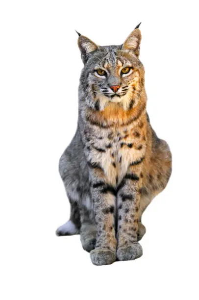 Bobcat (Lynx rufus / Felis rufus) native to southern Canada, North America and Mexico against white background