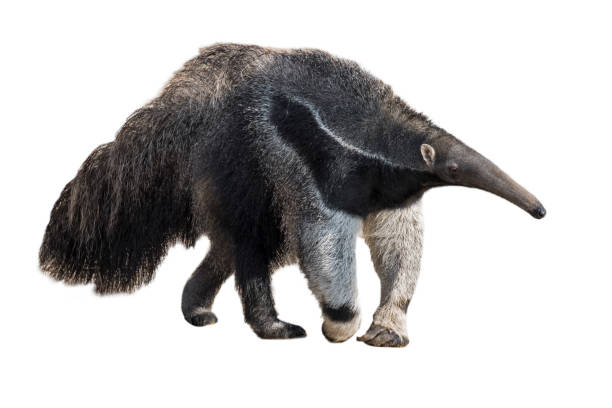 гигантский муравьед / муравей медведь (myrmecophaga tridactyla) на белом фоне - anteater animal nose animal ant стоковые фото и изображения