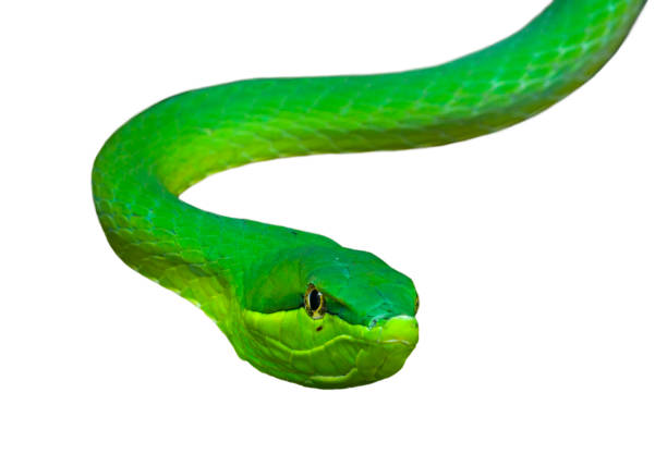 istock Green vine snake / flatbread snake (Oxybelis fulgidus) against white background 1257717046