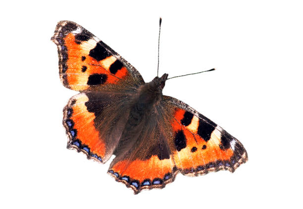 Small tortoiseshell (Aglais urticae L.) butterfly against white background Small tortoiseshell (Aglais urticae L.) butterfly with open wings against white background small tortoiseshell butterfly stock pictures, royalty-free photos & images