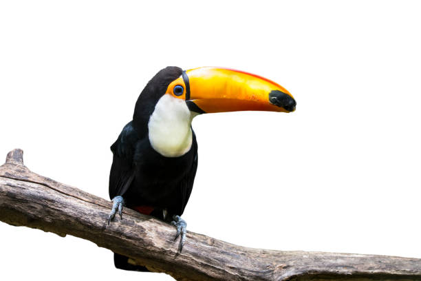 istock Toco toucan / giant toucan (Ramphastos toco) against white background 1257717140