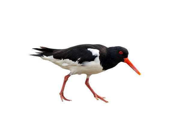 Common pied oystercatcher (Haematopus ostralegus) against white background Common pied oystercatcher (Haematopus ostralegus) against white background pied stock pictures, royalty-free photos & images