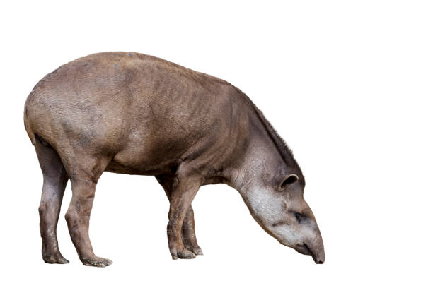 tapiro sudamericano (tapirus terrestris) su sfondo bianco - tapiro foto e immagini stock