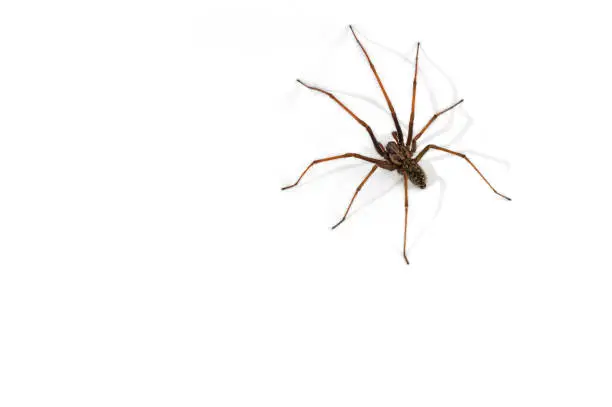 Photo of European common house spider (Tegenaria atrica / Philoica atrica) male against white background