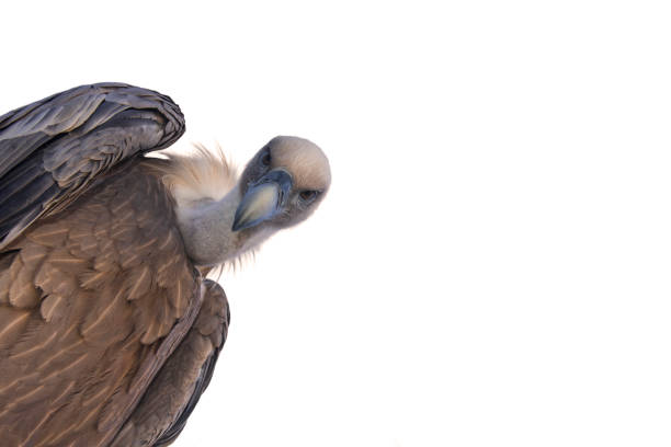Griffon vulture (Gyps fulvus) against white background Worm's-eye view on griffon vulture (Gyps fulvus) looking down on prey against white background eurasian griffon vulture photos stock pictures, royalty-free photos & images