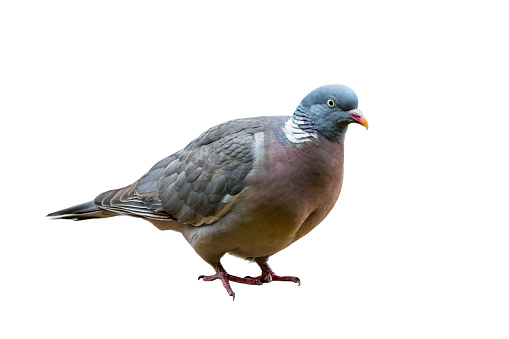 Common wood pigeon (Columba palumbus) against white background