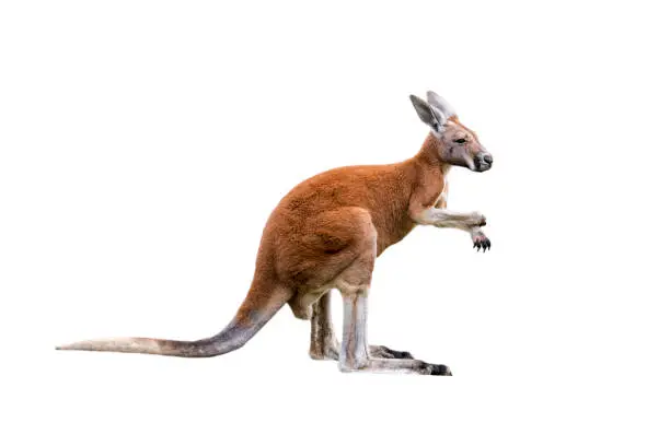 Red kangaroo (Macropus rufus) male, native to Australia against white background