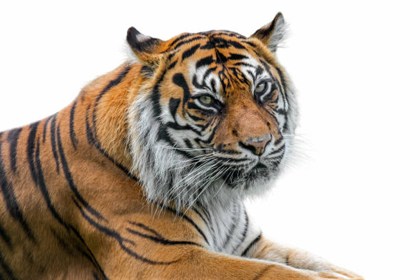 sumatran tiger (panthera tigris sondaica) närbild porträtt mot vit bakgrund - sumatratiger bildbanksfoton och bilder