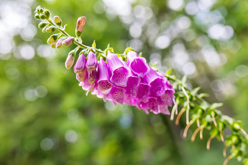 flor rosa Foxglove - Digitalis Purpurea photo