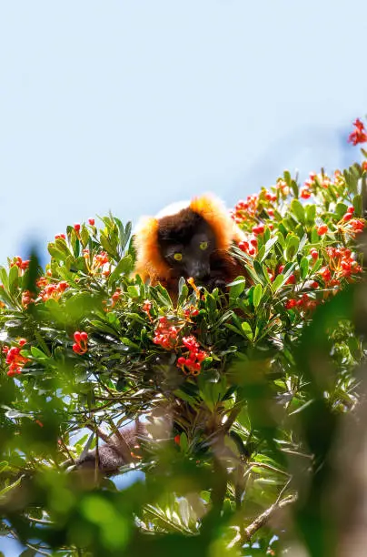 Madagascar Red ruffed lemur feeding on tree top, Varecia rubra, Masoala rainforest, Madagascar wildlife