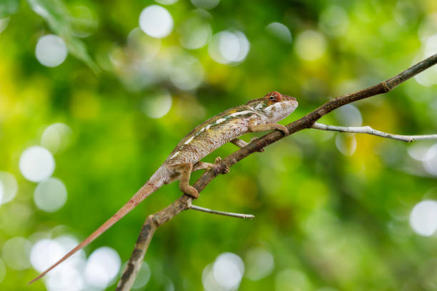 istock panther chameleon, furcifer pardalis, Madagascar wildlife 1257718621