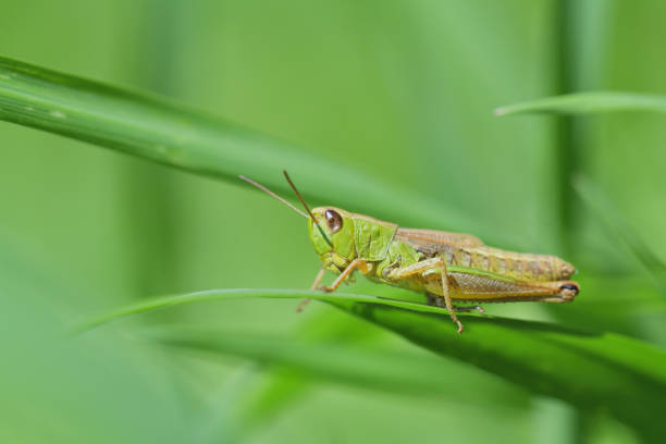 la cavalletta del prato che striscia sulla foto macro foglia verde - locust swarm of insects insect group of animals foto e immagini stock