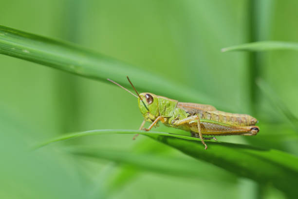 The meadow grasshopper crawling on green leaf macro photo stock photo