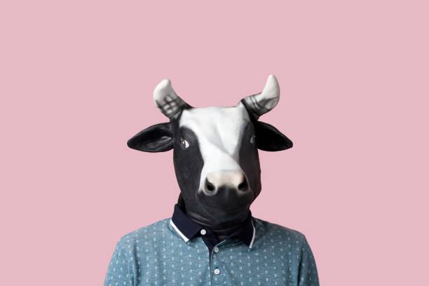 man wearing a cow mask on a pinkg background portrait of a man wearing a cow mask on a pink background with some blank space on top around him barren cow stock pictures, royalty-free photos & images