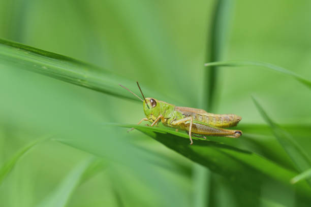 istock Green Meadow Grasshopper hidden in the green grass 1257720240