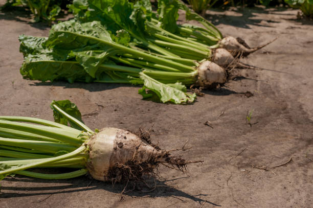 地面から抽出された砂糖ビートの根、選択的な焦点 - beet common beet isolated sugar beet ストック�フォトと画像