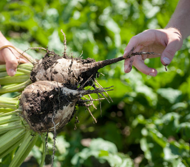 istock sugar beet in human hand on field background 1257721836