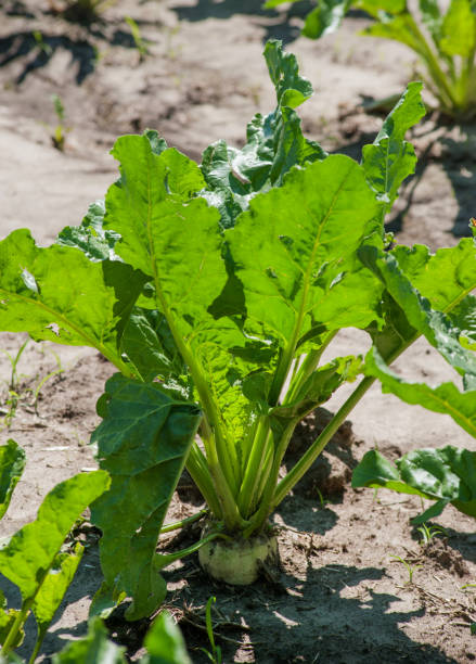 istock Bright green sugar beet leaves closeup in a field , three months old 1257721851