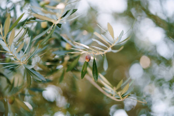 istock Ripe black olives on the branches of the tree. 1257722817