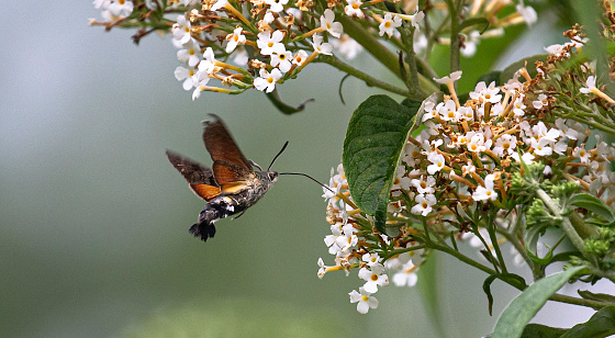 The hummingbird hawkmoth is resident all around Mediterranean countries, and across Central Asia to Japan. Many thousands regularly migrate northward in Europe in the spring. There is also evidence of a return migration in the autumn.