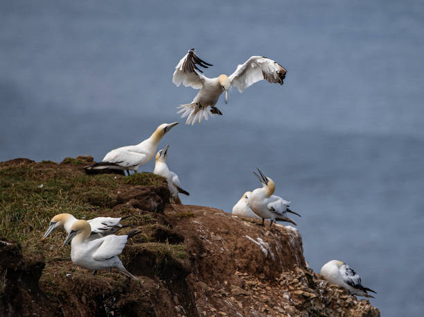 istock A colony of Northern Gannets (Morus bassanus) with one about to land, Bempton Cliffs, Easy Yorkshire, UK. 1257724383