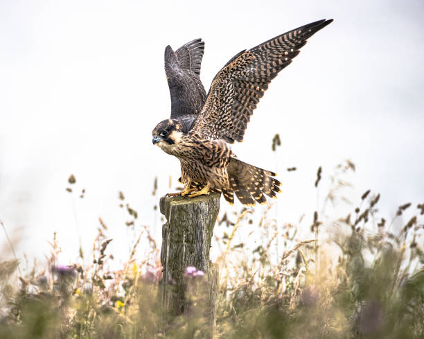 сокол перегрин (falco peregrinus), сидящий на столбе с вытянутыми крыльями. - peregrine falcon фотографии стоковые фото и изображения