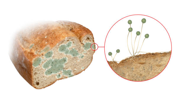 ilustraciones, imágenes clip art, dibujos animados e iconos de stock de molde de pan - fungus roots