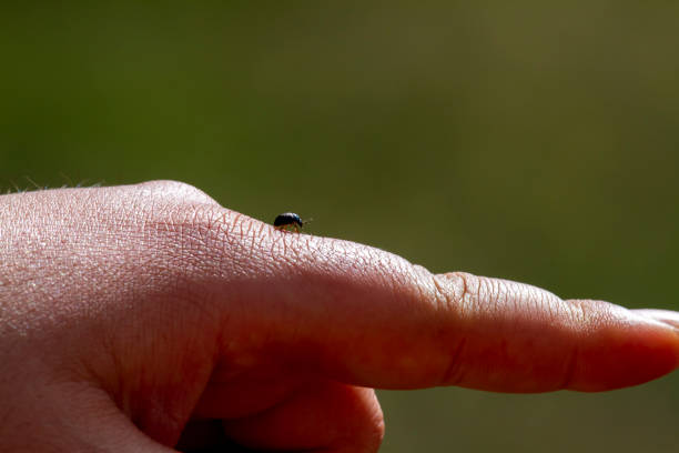 istock A man is showing the way to a bug 1257725969