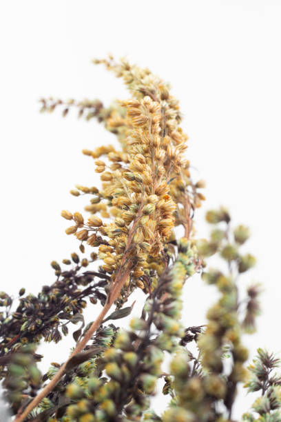 istock Plant leaves and seeds on white ground 1257726892