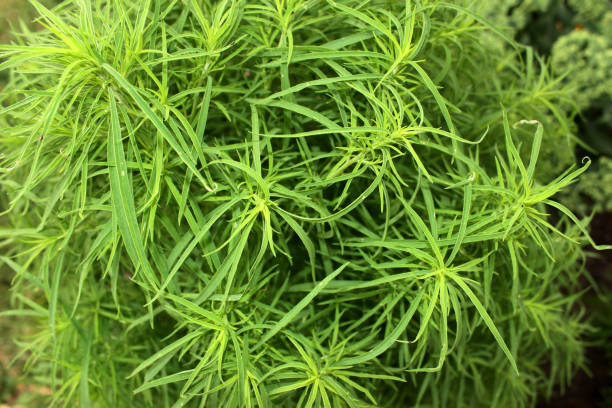 istock Kochia, Bassia scoparia. 1257728016