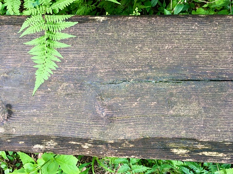 An old and natural shaped wooden board with some green leaves such as ferns.