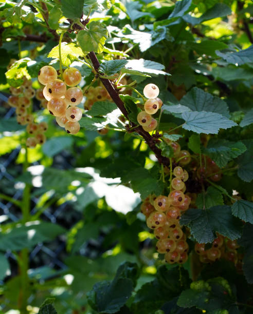 istock white currant fruit on the bush in the garden 1257729186