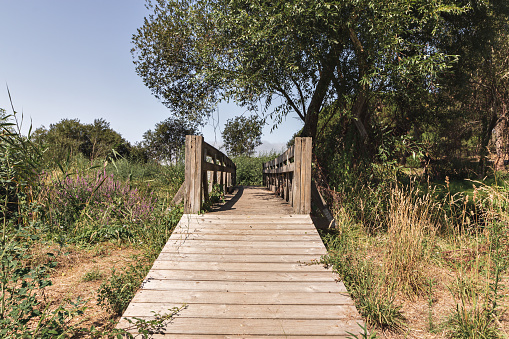 A bridge made of wood in the middle of the forest, Setubal, Portugal