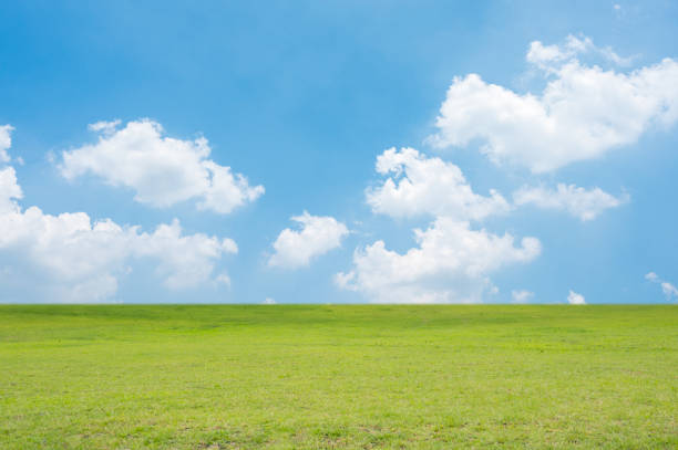 istock Green field and blue sky. Nature background. 1257729517