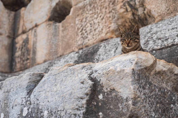 istock Cat of ancient city 1257729648
