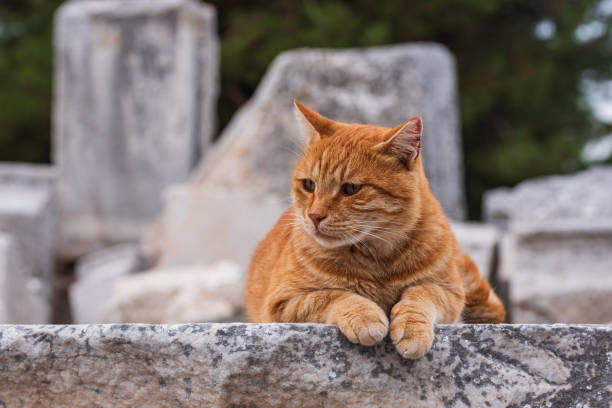 chat jaune de la ville antique - ephesus turkey greek culture ancient greece photos et images de collection