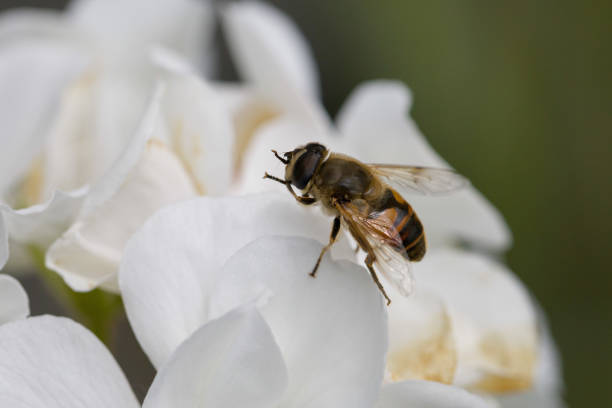 istock A small insect sitting on a white blossom and does some cleaning 1257730417