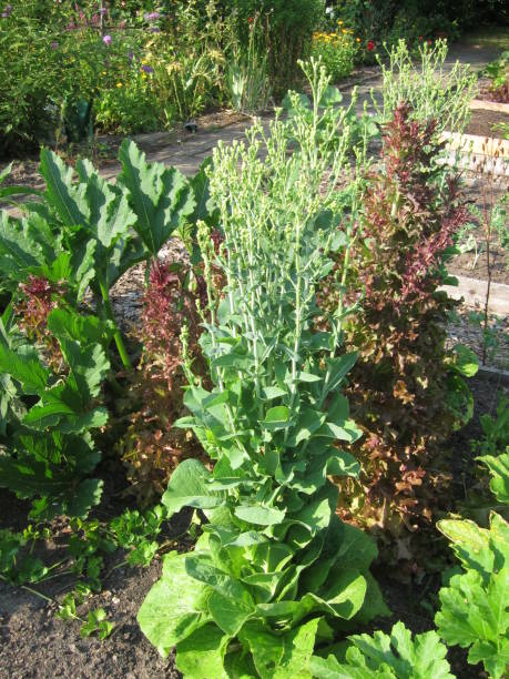 istock Lettuces mounted in bloom in a garden 1257730568