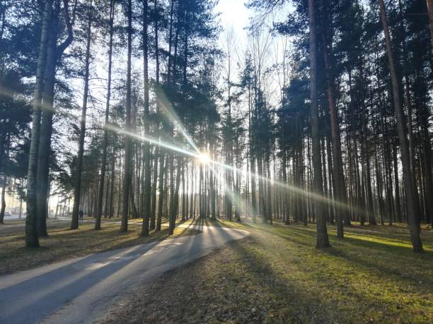 istock Sosnovka Park. Morning. Sun. 1257731405