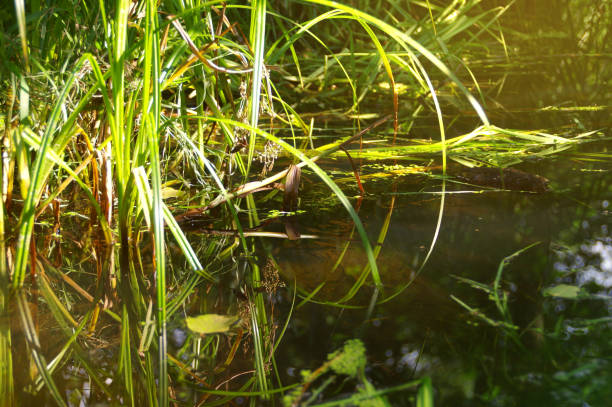 humedal con plantas en el agua – restauración del medio natural - water retention fotografías e imágenes de stock